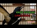 Ocehan Malam Kacer Rumahan Ampuh Buat Pancing Kacer Malas Bunyi Mp3 - Mp4 Download