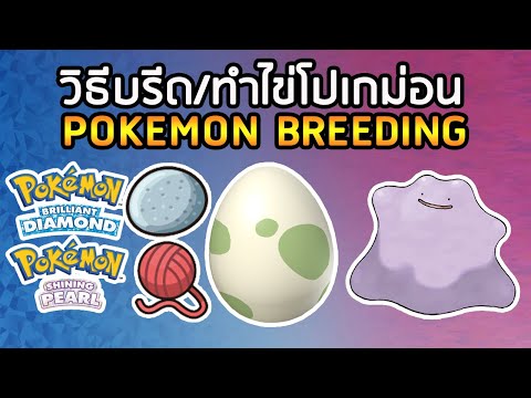 วิธี Breed ไข่ Pokemon (สร้างโปเกม่อนสุดเก่ง) ใน Pokemon Brilliant Diamond & Pokemon Shining Pearl