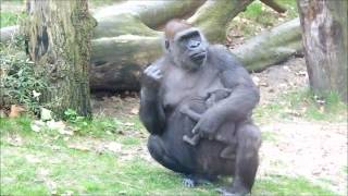 Download lagu Dafina and 16 day old babyboy Douli Dafina and 16 day old babyboy Douli
