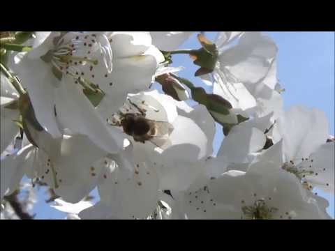 Βίντεο: Οι ξύλινες μέλισσες επικονιάζουν λουλούδια;