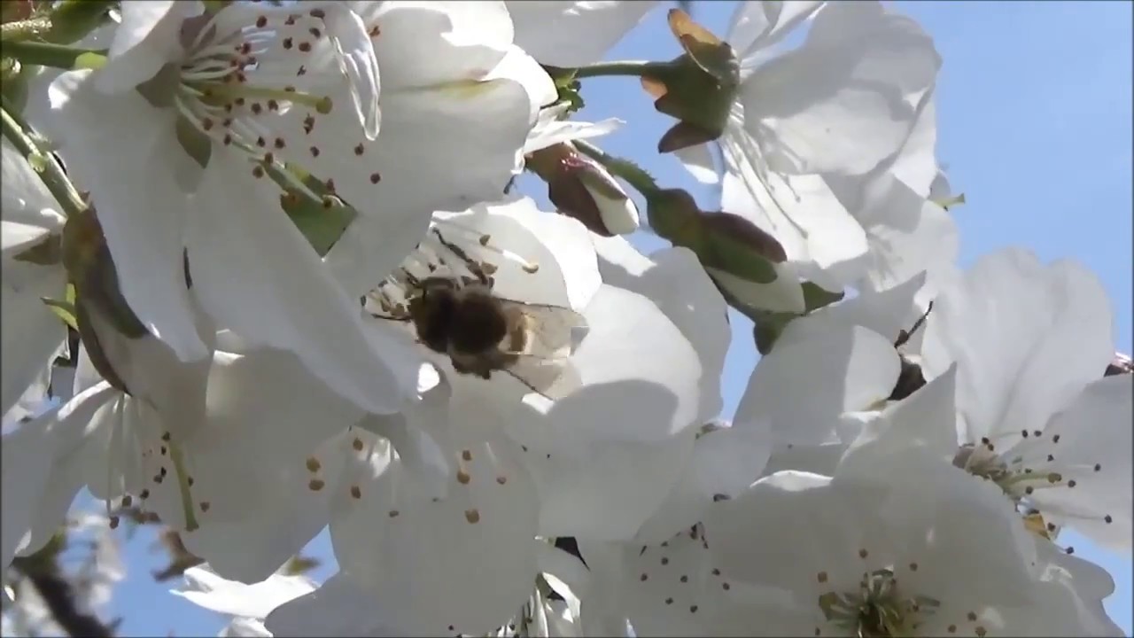 Επικονίαση ανθέων κερασιάς με τη βοήθεια Μελισσών και Βομβίνων