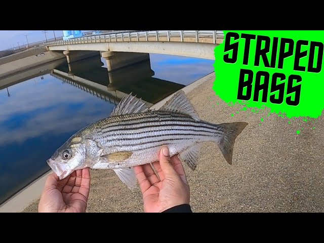 California AQUEDUCT Striped Bass Fishing (umbrella rig) 