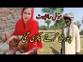 Momal ali rajput chori krte pakri gai ha   village life