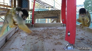 Squirrel Monkey nest box platform feeder