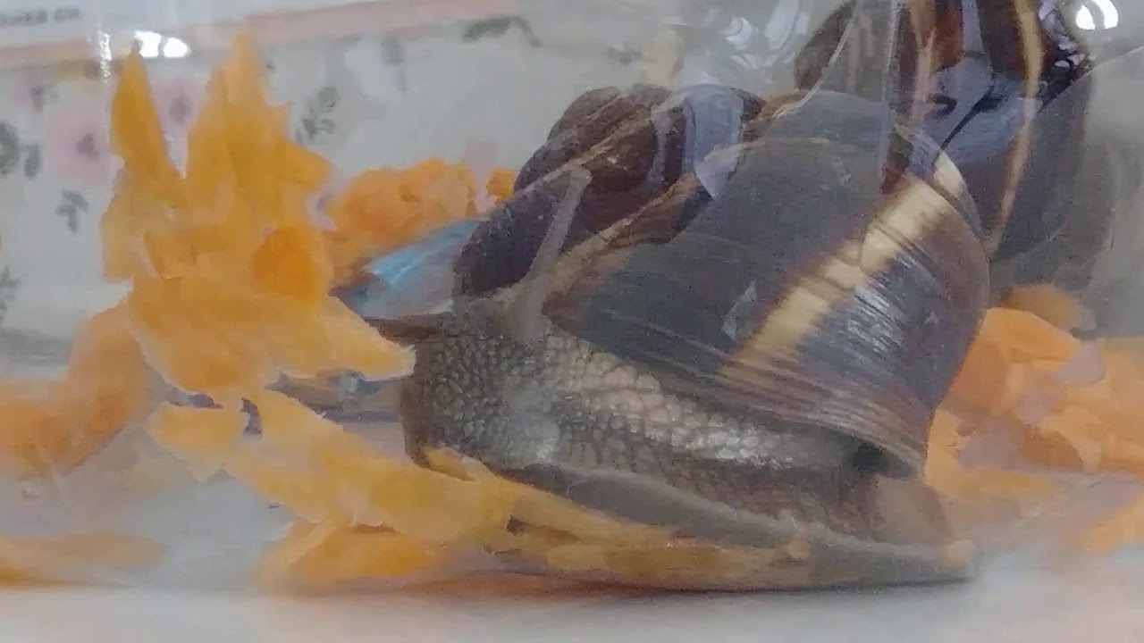 A snail is eating a carrot YouTube