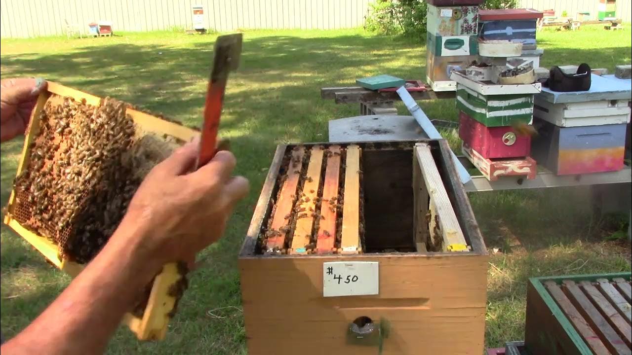 How I take care of a honey bound hive YouTube