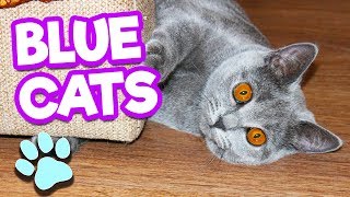 Russian Blue Cats Are Funny, Cute & Smart | #thatpetlife - YouTube
