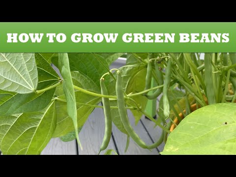 How to Grow Green Beans