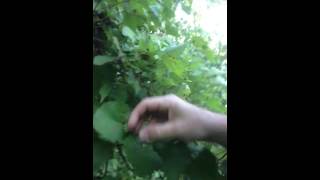 Wild muscadines with the Driveway Primitive
