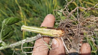 Fusarium Wilt in Capsicum crop/mirch me sukh ki bimari