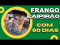 Criação de Frango Caipirão - Com 60 Dias