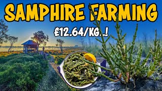 Saltwater Samphire farming | How to grow Sea asparagus (Salicornia) Plant
