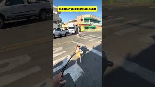 GOLDZERA ANSIOSO PARA BRINCAR  #funny #shorts #youtubeshorts  #viral #comedy #dogs #foryou