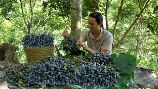 Harvesting black olives to cook traditional dishes .