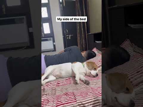 Things my dog