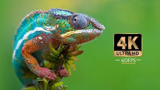 The Astonishing Beauty of Nature | 4K Ultra HD