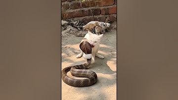 Cat vs Snake Fight | You Won’t Believe What Happens Next!