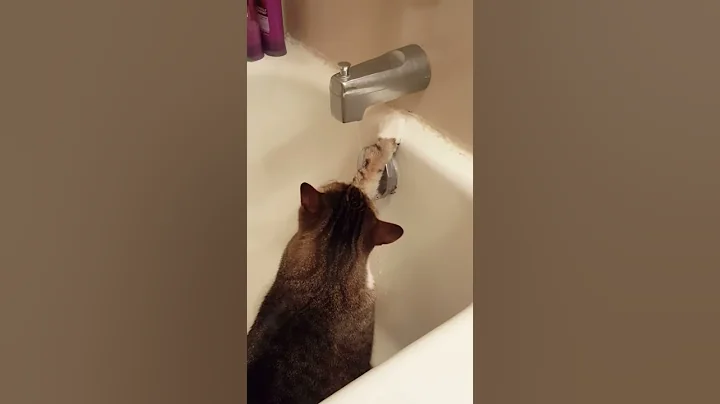 Kitty bathing in the tub