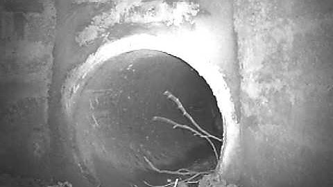 Badgers using road underpass 2