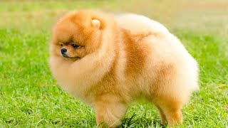 Pomeranian Pup and Bubbles Popping Good Fun by Pomeranian USA 236 views 8 days ago 4 minutes, 6 seconds