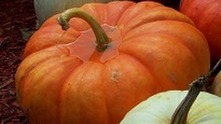 Как можно быстро и вкусно приготовить тыкву в микроволновке Как можно быстро и вкусно приготовить тыкву в микроволновке