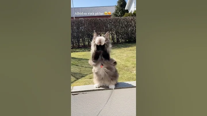 Watch the video about Waiving Maine Coon cat 😻#mainecoons #pets #norway #catlovers #mainecoon