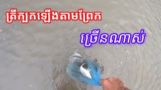 ក្បកឡើងច្រើនថ្ងៃនេះ Amazing day