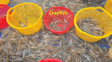 Độc lạ chỉ có ở Miền Tây lội sìn mò tôm | Vuông Tôm Miền Tây