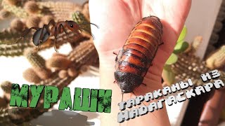 Мои муравьи #1. Новые МАДАГАСКАРСКИЕ ТАРАКАНЫ. Мои муравьи #1. Новые МАДАГАСКАРСКИЕ ТАРАКАНЫ.