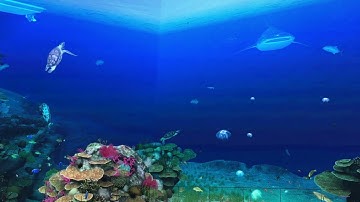 Edmonton Public Library Interactive Wall (Snippet) - Ocean View