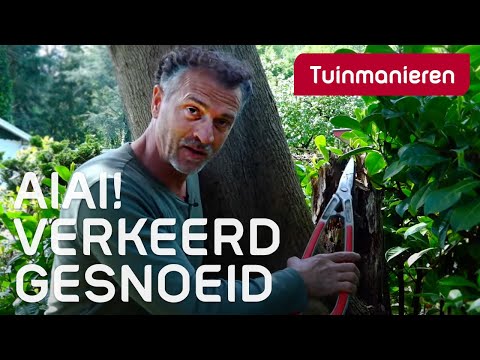 Video: Wanneer Appelbomen Snoeien? Is Het Beter Om Ze In De Herfst Of Lente Te Snoeien? Wanneer Mag Je Snoeien In De Regio Moskou En De Regio Leningrad, In Andere Regio's?