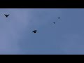 Николаевские голуби у Федора
