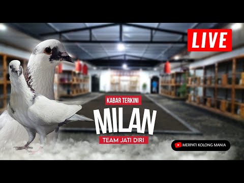 🔴 [ LIVE ] Dikandang Merpati MILAN JATIDIRI Comal Pemalang