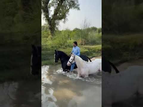 Hourse Video Short Video Animal Video Viral Video YouTube نہر میں گھوڑے کے نہاتے ہوئے 