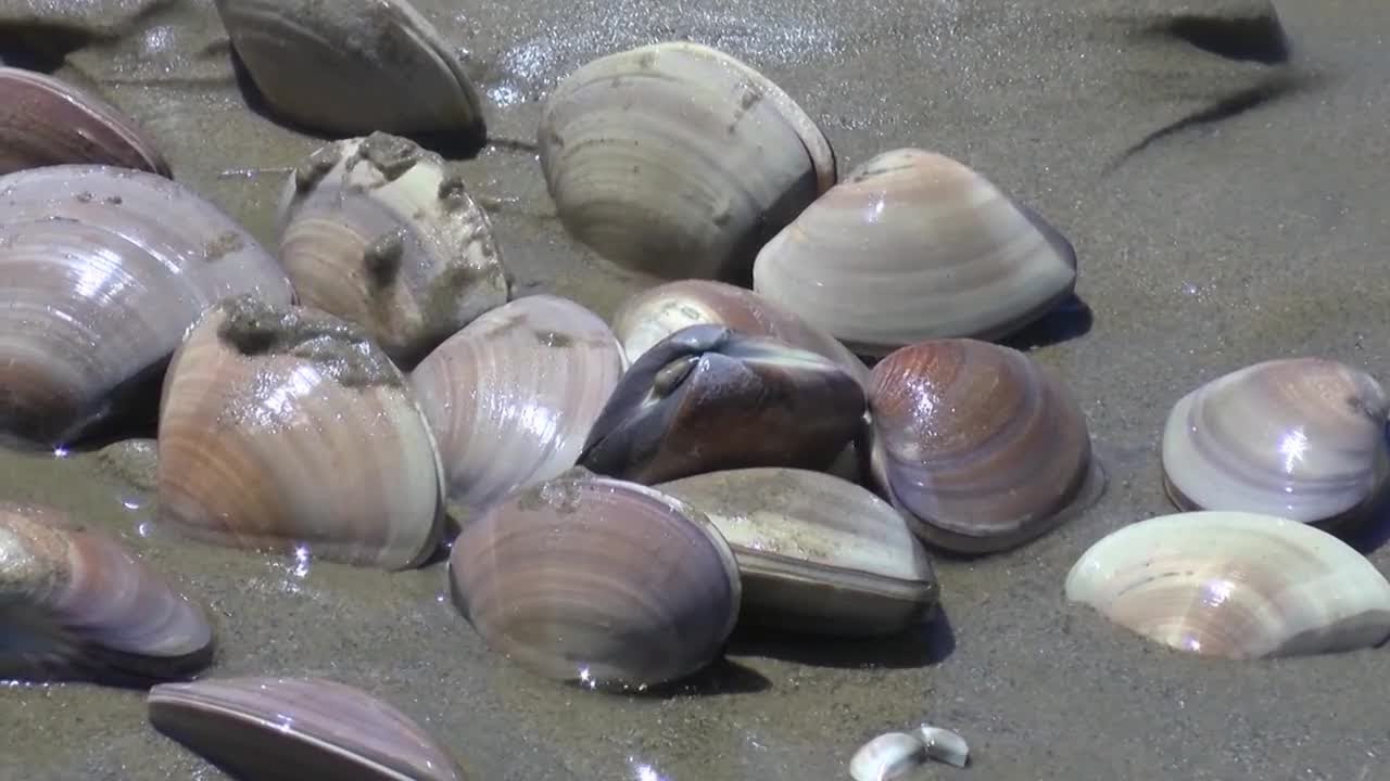 An Official Clamming Season Is Coming To Pismo Beach YouTube an-official-clamming-season-is-coming-to-pismo-beach-youtube