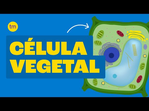 Vídeo: O que dá às células vegetais sua forma regular?
