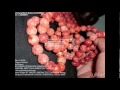 Video Gelang Batu RED CORAL All Size