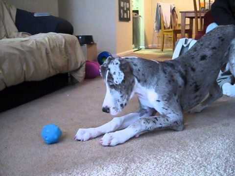 self moving dog ball