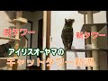 保護猫ちゃんにキャットタワー新調　アイリスオーヤマ高さ123cm四段タイプを作ってみた