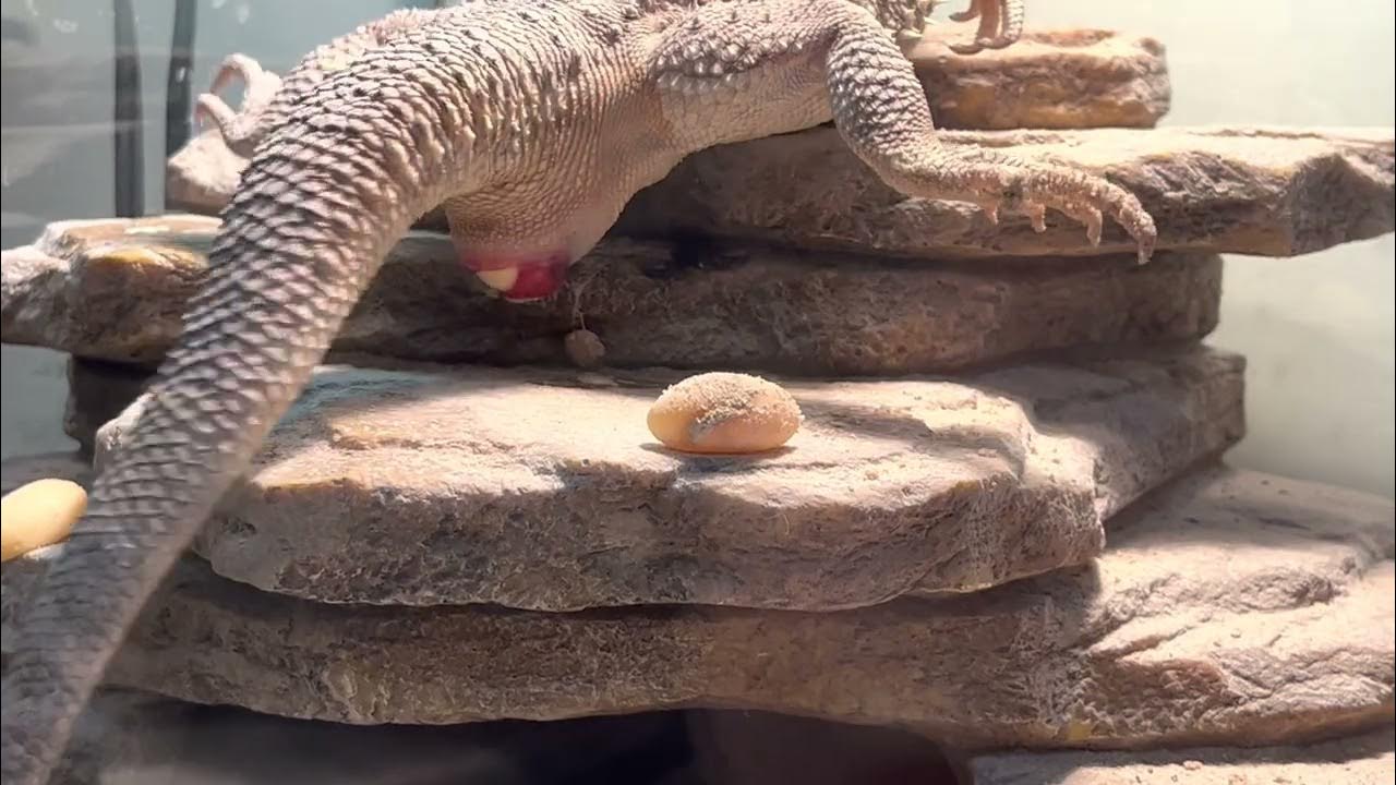 Bearded Dragon Laying an Egg YouTube