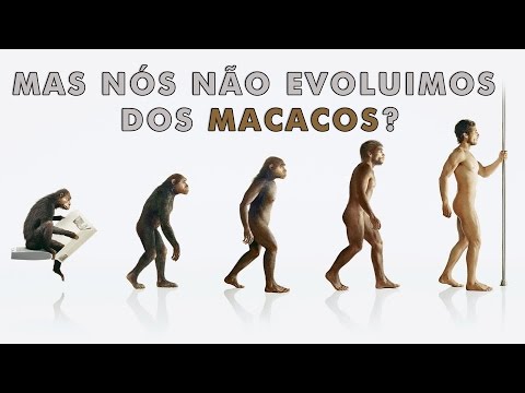 Vídeo: Diferença Entre Macacos E Humanos