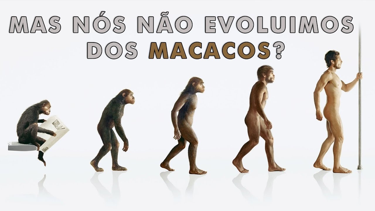 Por que os macacos não evoluíram até se tornarem humanos?