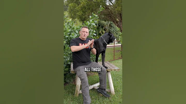 Why I chose a Cane Corso