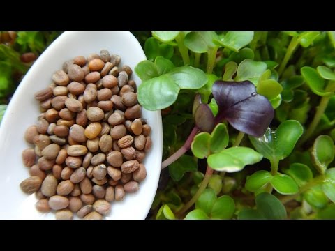 How to Grow Radish Sprouts / Radish Microgreens