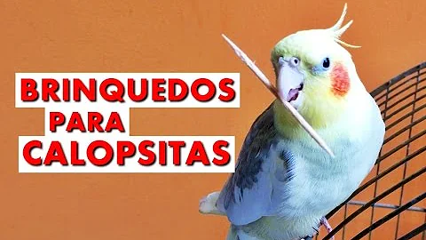 Como fazer um brinquedo para seu periquito?