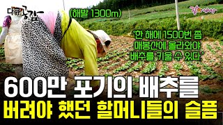 [다큐공감] 해발고도 1300미터에서 90도로 굽은 허리, 40도가 넘는 경사진 밭의 고랑 사이를 누비는 할머니들의 노고ㅣKBS 2017.10.21