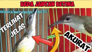 CARA MEMBEDAKAN BURUNG PIJANTUNG PISANG JANTAN DAN BETINA AKURAT CEPAT