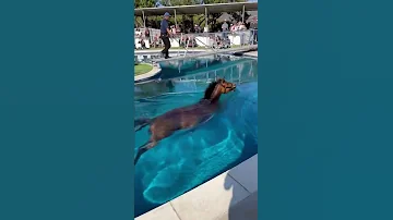 خيل يسبح 