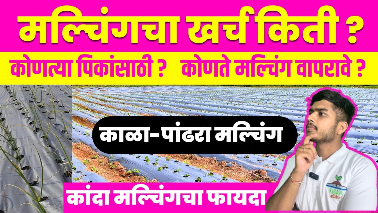 मल्चिंग पेपर एकरी खर्च किती ? कांद्यासाठी मल्चिंग कसा असतो? A to Z माहिती Mulching Paper Cost 🌱