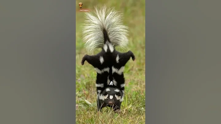 2 Mind-Blowing Facts About the Stinky Skunk You Won’t Believe!💨🦨 #universe #nature#viral  #facts